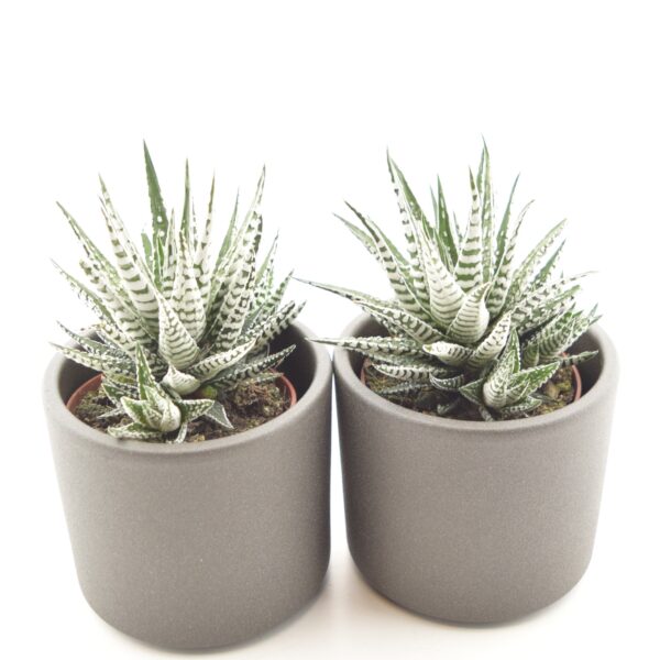 Vöödiline havortia 'Alba' P8,5