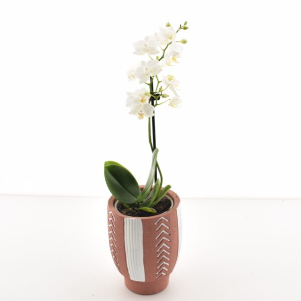 Kuuking P9 erinevad 1 õievars