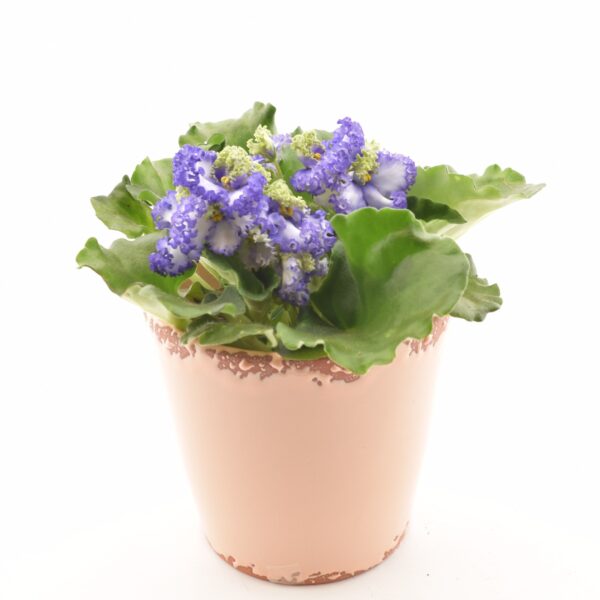 Säntpoolia 'Curly' P12 erinevad värvid