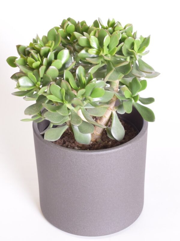 Portlauk-turdleht 'Minova Magic' P17