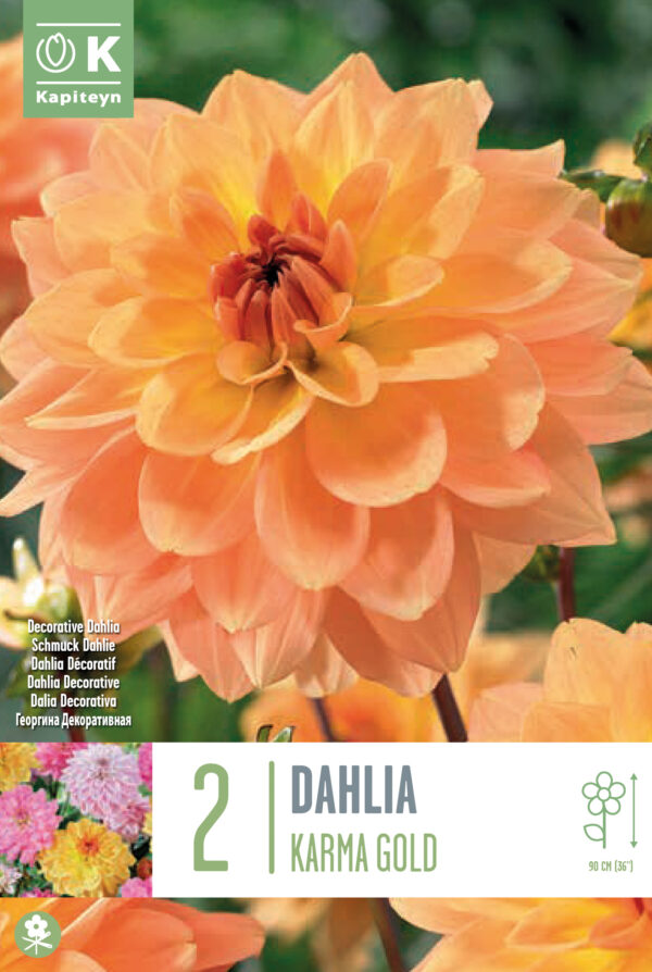 Daalia 'Karma Gold' 2tk