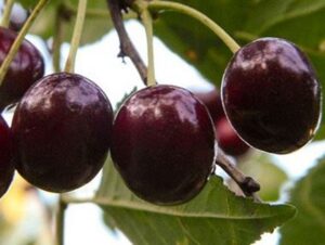 Hapu kirsipuu ‘Šokoladnitsa’ C8 130cm Eestis kasvatatud