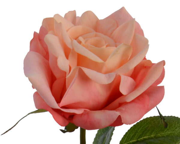 Kunstlill roos 68cm virsikuroosa