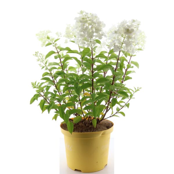 Aedhortensia Gardenlights 'Lemonlight' P23 60cm