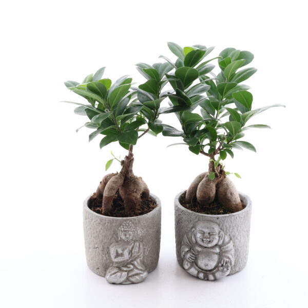 Väikeseviljaline viigipuu Ginseng P9 ümbrispotis Buddha