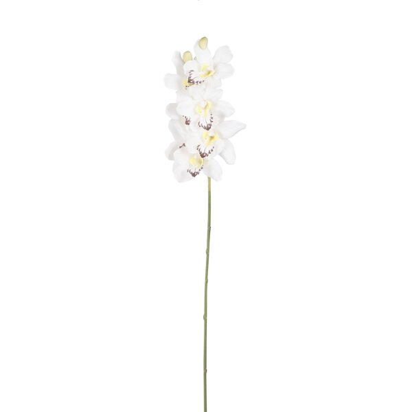 Orhidee Vanda 96x23x h12cm valge