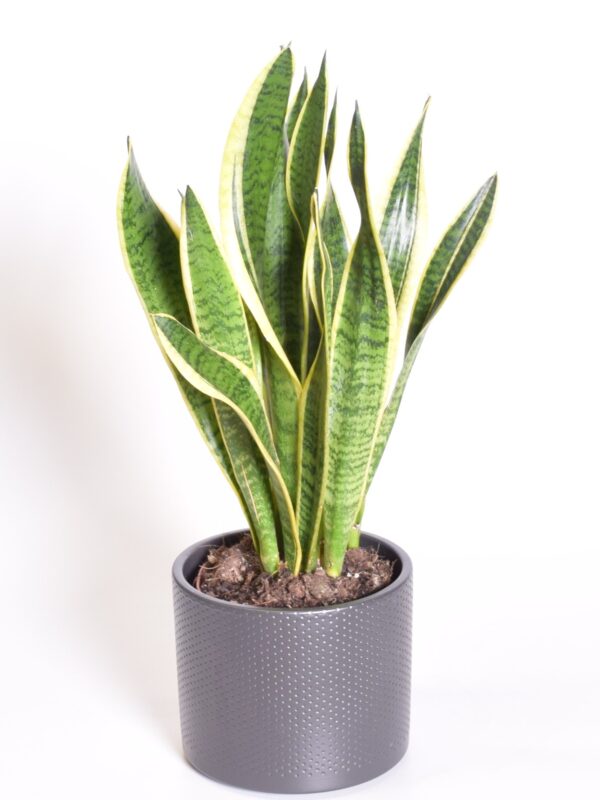 Kolmevöödiline havisaba 'Laurentii' P14