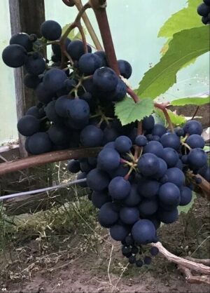 Viinapuu ‘Rondo’ P17 Eestis kasvatatud