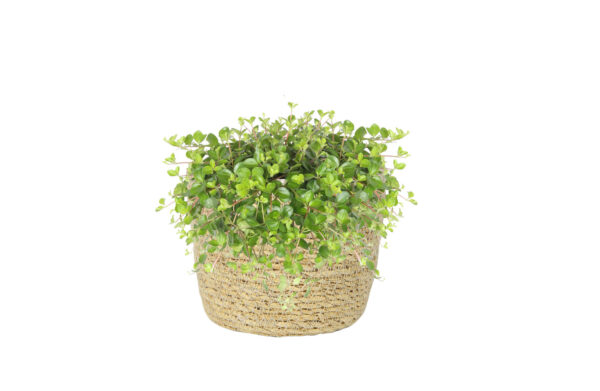 Punutud korv Igmar kile sisuga d18xh16cm naturaalne