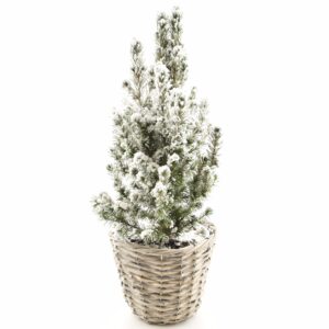 Kanada kuusk ‘Conica’ P15 lumine