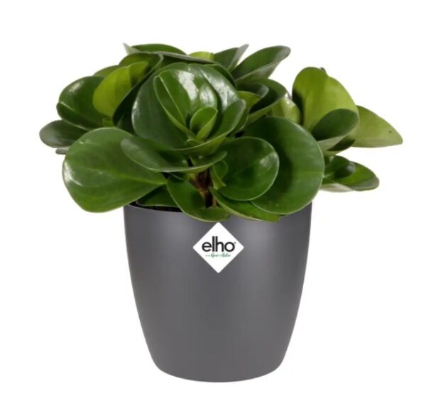 Lillepott Brussels Ø12,5x h12cm tumehall