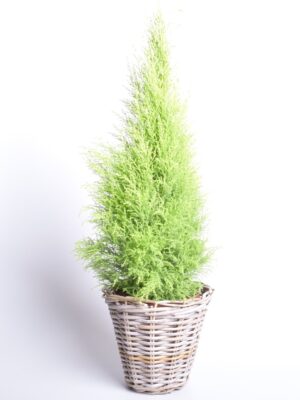 Suureviljaline küpress ‘Goldcrest Wilma’ P27 100cm