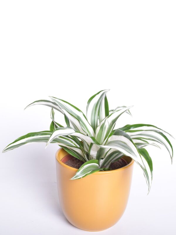 Dereema draakonipuu P12 erinevad