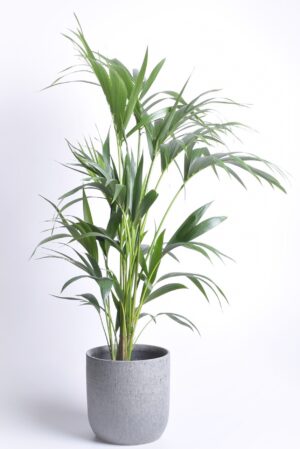 Forsteri kentiapalm P24 90-100cm
