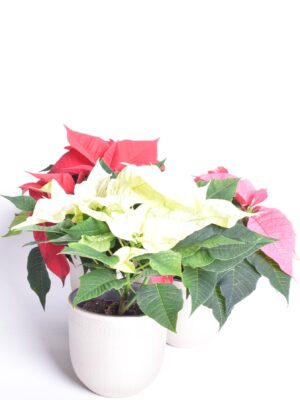 Jõulutäht P10,5 haruline Eestis kasvatatud