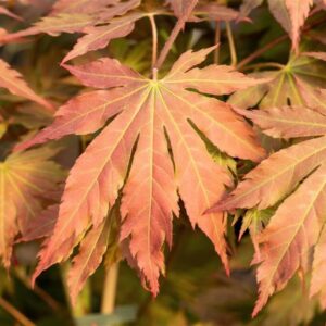 Vaher ‘Jack Frost North Wind’ P19 40-50cm