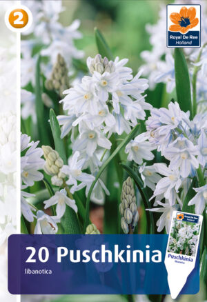 Harilik puškiinia 20tk