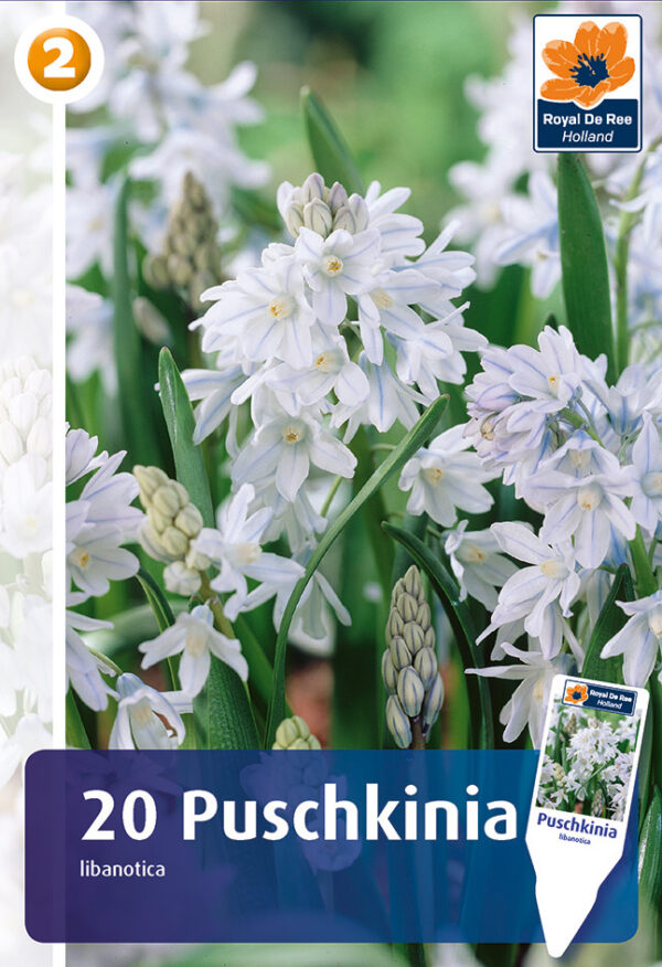 Harilik puškiinia 20tk