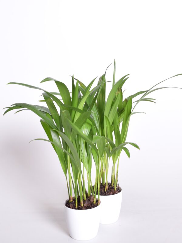 Kollakas kuldviljakpalm (pisipalm) P7 ümbrispotis