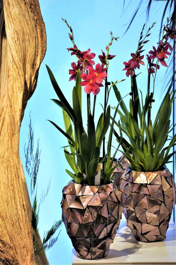 Orhideepott Shell Ø17x h24cm pruun