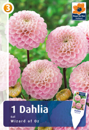 Daalia ‘Wizard of Oz’ 1tk