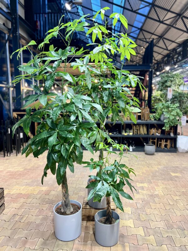 Vesipahhiira P30 120-150cm põimitud tüved