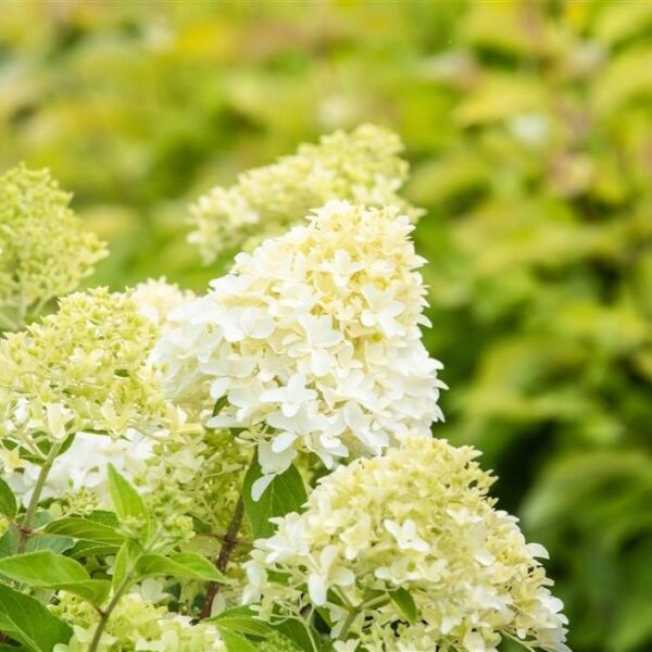 Aedhortensia 'Skyfall' P29