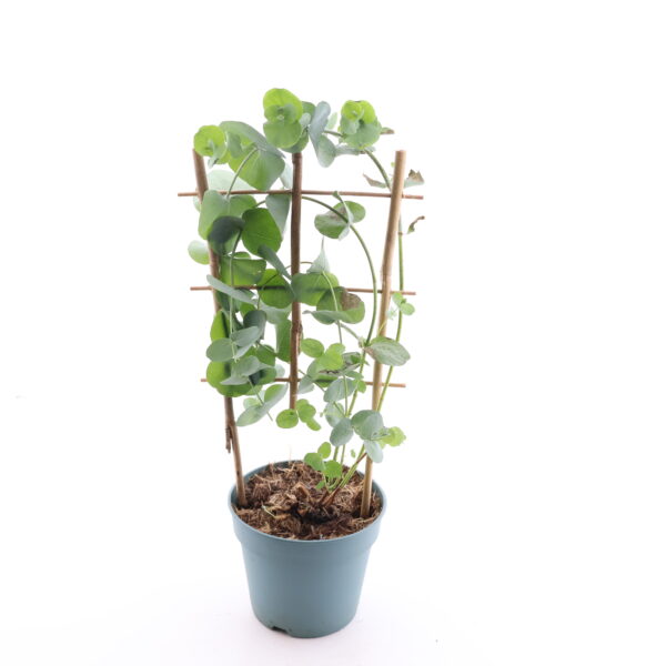 Hall eukalüpt 'Silver Dollar' P12