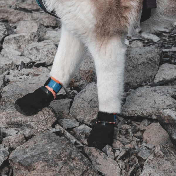 Protector Bootie sokid 4pk, suurus 2XL must/oranz