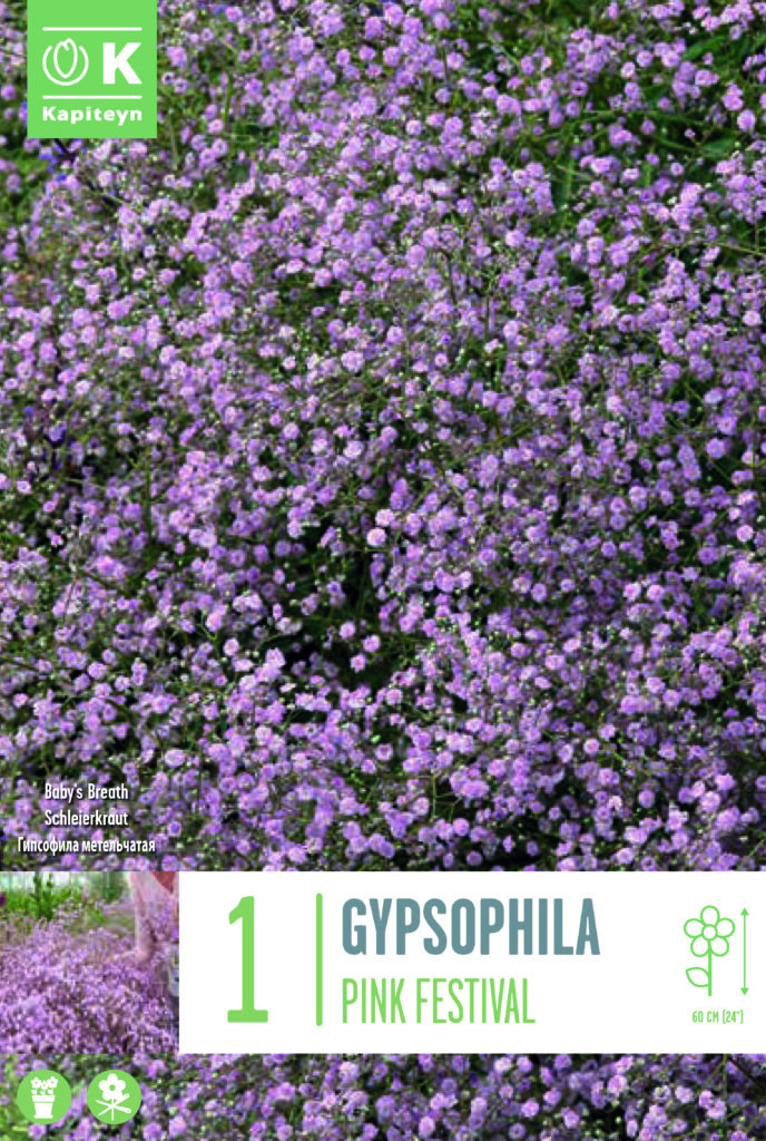 Pööris-kipslill 'Pink Festival' 1tk | Gardest