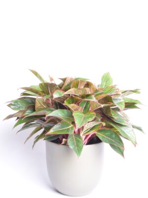 Aglaoneema ‘Jungle Red’ P19