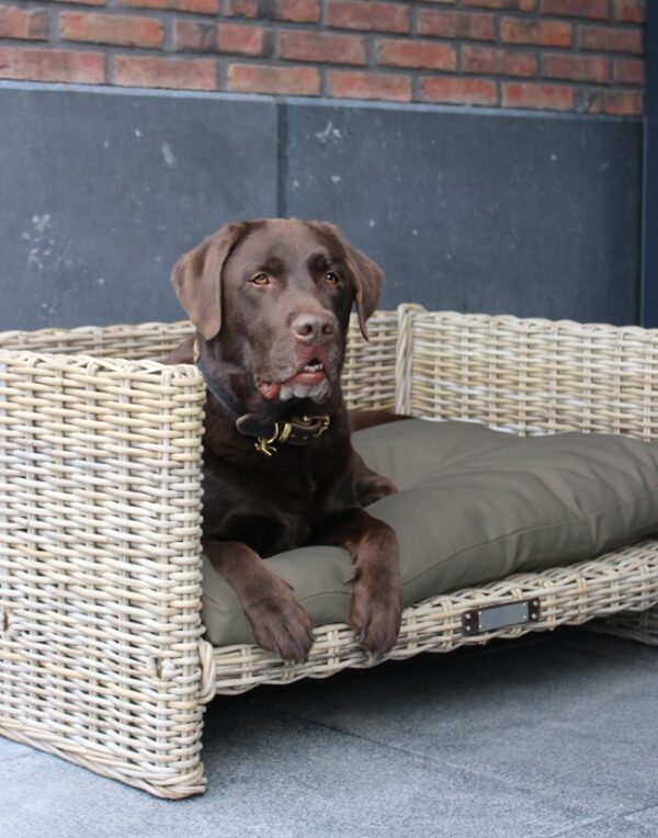 Lemmiklooma diivan padjaga 103x 70x 46cm punutud