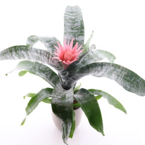 Vöödiline ekmea ‘Primera’ P15