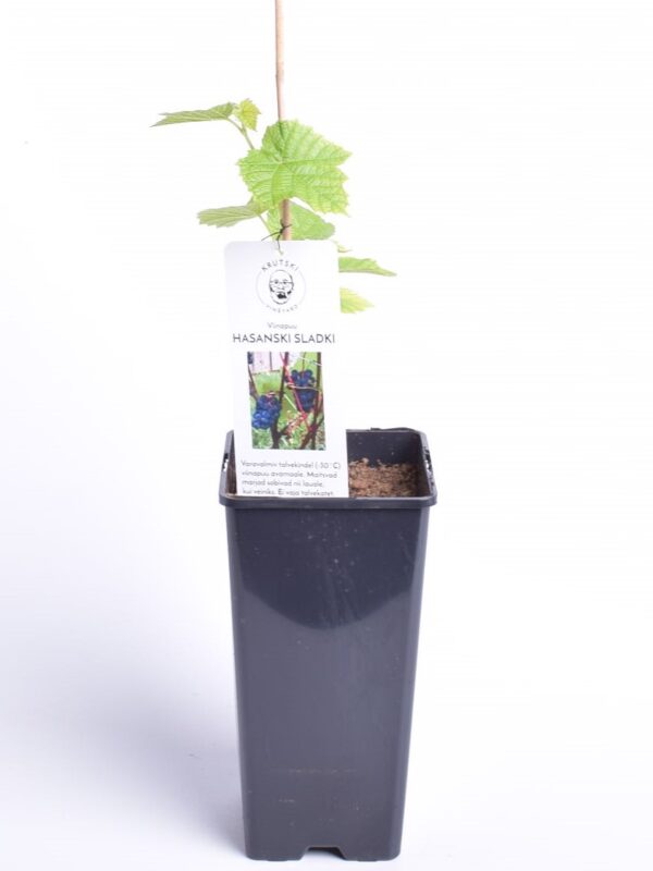 Viinapuu 'Hasanski Sladki' P17 Eestis kasvatatud