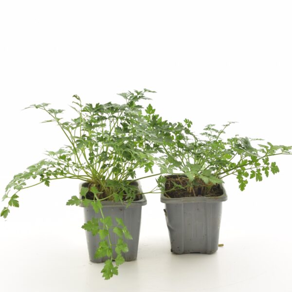 Lehtseller P8 Eestis kasvatatud