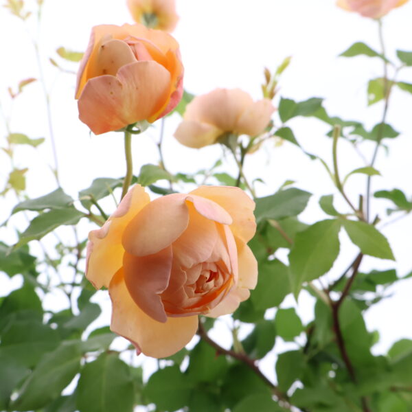 Inglise peenraroos 'Roald Dahl' P17