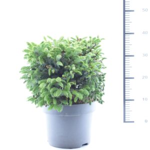 Serbia kuusk ‘Nana’ C5/P23 25-30cm