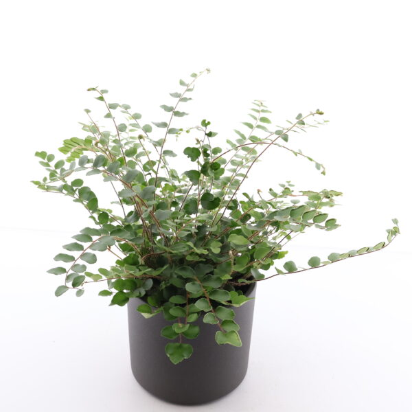 Ümaralehine pellea P12