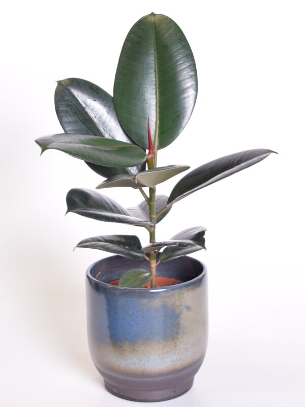 Kummi-viigipuu 'Abidjan' P17 30-50cm 1tüvi