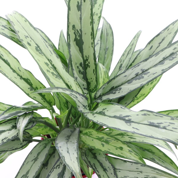 Aglaoneema 'Cutlass' P14