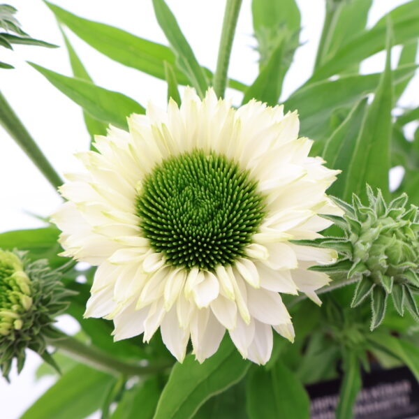 Punane siilkübar 'Sunseekers White Perfection' P19 Eestis kasvatatud