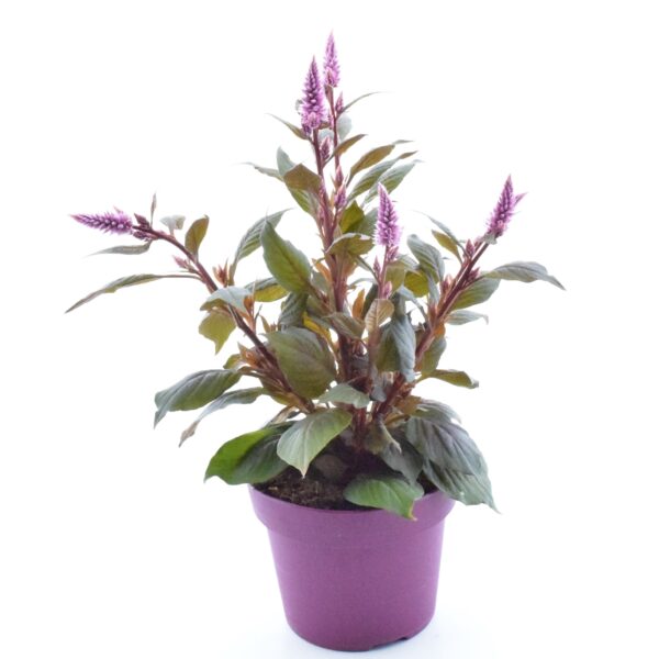 Kõrge mätashari 'Wild Pink' P14