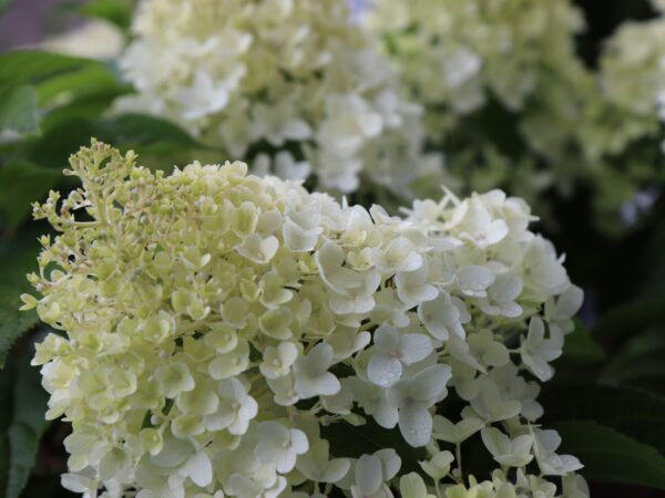 Aedhortensia 'Living Sugar Rush' P23