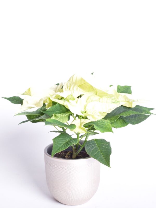 Jõulutäht P10,5 haruline Eestis kasvatatud