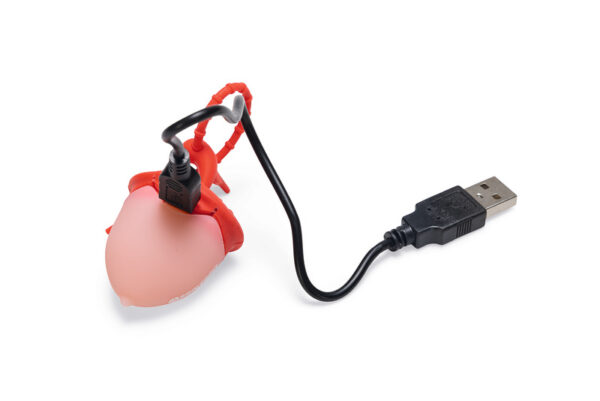 Led lamp koera rihmale erinevad