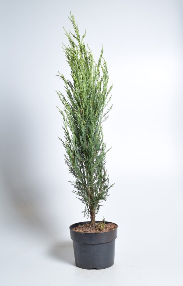 Kaljukadakas 'Blue Arrow' P23