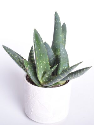 Aaloe ‘Paradisicum’ P10,5