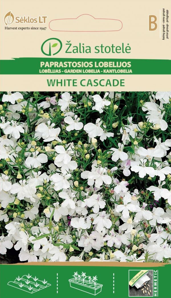 Lobeelia 'White Cascade'
