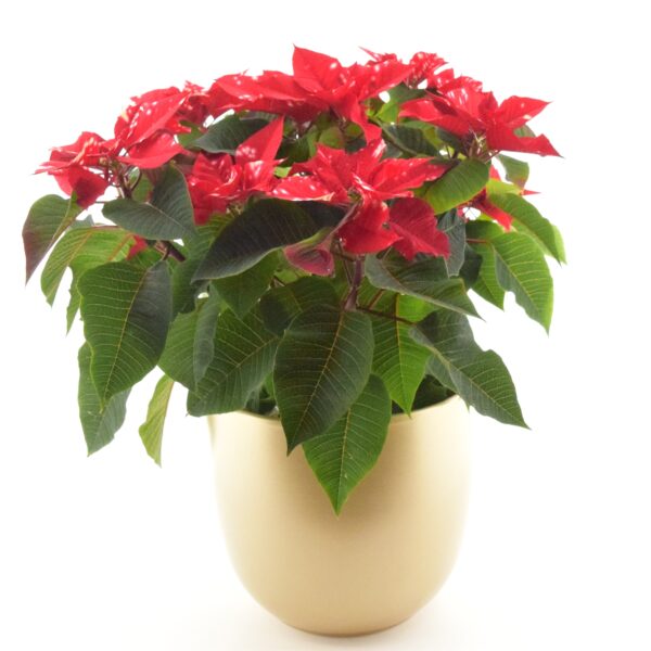 Jõulutäht P22 erinevad