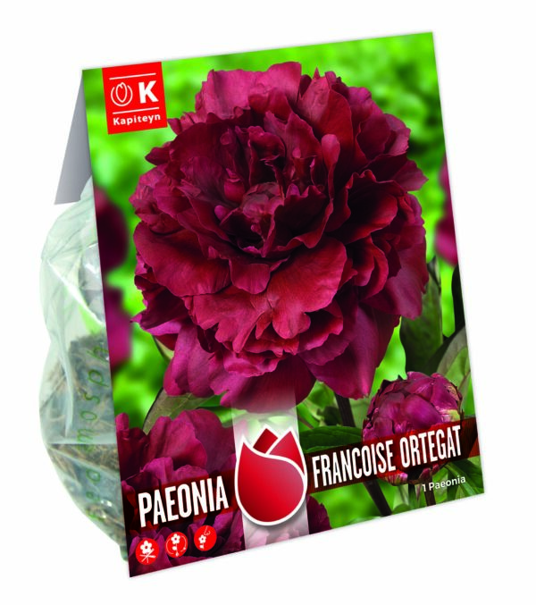 Pojeng 'Francoise Ortegat' 1tk